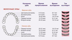 Quand les dents sont coupées chez un enfant - schéma visuel