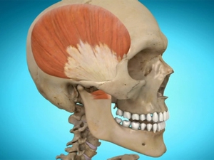 Une des manifestations du bruxisme est la douleur matinale des articulations temporo-mandibulaires et des muscles faciaux.