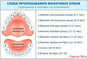 Termes dents de lait de dentition